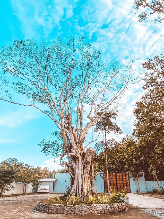 Nivadoo Resort Sigiriya Exterior foto The tree in 2019